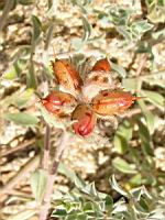 Dorycnium pentaphyllum (en Corse) (02) (Photo F. Mrugala)